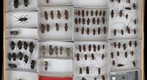 Cerambycidae 49