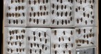 Cerambycidae 50