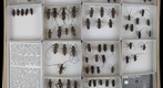 Cerambycidae 51