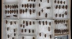 Cerambycidae 52