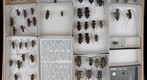 Cerambycidae 53