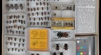 Cerambycidae 54