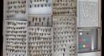 Cerambycidae 55