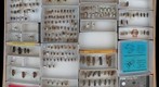 Cerambycidae 56