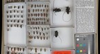 Cerambycidae 57