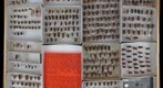 Cerambycidae 58