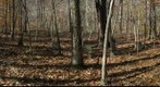 Cemetery on Red Ash Island along West Virginia's New River