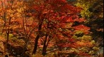 Autumn Shosenkyo
3