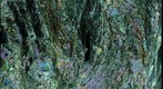 Thin Section Photo of Chloritoid Schist from Jamaica, Vermont