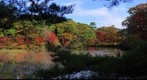 Kobe Municipal Arboretum Forest