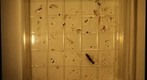 HMA East 2 Soil Arthropod Sample