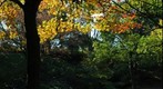 Indian Summer