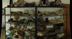 fossil colection, Willits