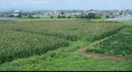 Nagamine, Kumamoto, Japan Corn Field
