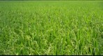 Nagamine Rice Field