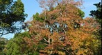 Indian Summer