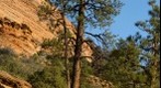 Zion tree Epic 100 CS5 test 1
