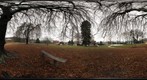 Henle Park Beech 28 Nov 2011