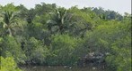 Caimans at a lagoon