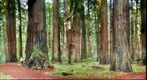 California Coastal Redwood Trees - Rockefeller Forest #2 - Nov 2011 - John Post