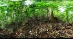 111203 - Costa Rica, Area de Conservacion (ACG), Volcan Orosi 1,200m