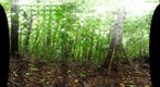 111122 - Costa Rica, Area de Conservacion de Guanacaste (ACG), Volcan Rincon de la Vieja 1,300m
