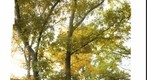 anothertree