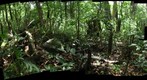 11125 - Costa Rica, Area de Conservacion (ACG), Volcan Rincon de la Vieja, 938 m 