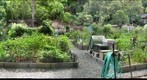 Honolulu Community Garden