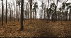 Dairy Bush GigaPan - 121 - December 14 2011