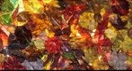 Fall Leaves in California