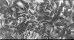 Fall Leaves in California Depth Map