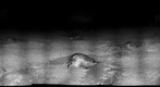 SUCCESSFUL nighttime IR gigapan of nesting sea turtles