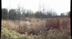Dorchester pond detail