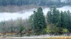 Eagles at the Chehalis/Harrison River Estuary, Harrison Mills, BC