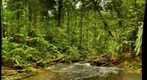 Cikaniki Stream, Indonesia