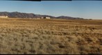 Pronghorn antelope in Prescott Valley, Arizona