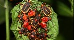 Leptoglossus phyllopus