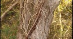 Maple Tree with Poison Ivy Vine