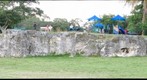 Limestone outcrop at Alice C. Wainwright Park, Miami, FL
