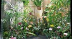 Foster Botanical Garden orchids 1