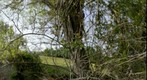 Little Landscape with Tangle and Stream [Single Focus]