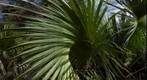 Palm Frond (smaller version)