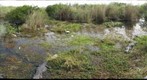 Anhinga Trail overlook in Everglades National Park