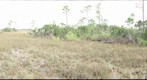 Mahogany Hammock Trail, Everglades National Park