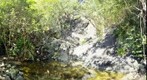 Petroglyps