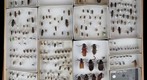Cerambycidae Receiving 3
