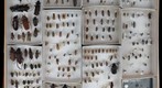 Cerambycidae Receiving 4
