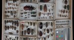 Cerambycidae Receiving 6