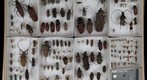 Cerambycidae Receiving 8